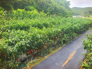 오이8898황산면님의 고추 · 영농일지 작성글 사진