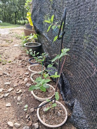 우철님의 기타작물 · 영농일지 작성글 사진