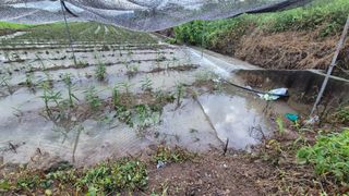 임상옥님의 기타작물 · 영농일지 작성글 사진