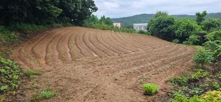 대박기원님의 들깨 · 영농일지 작성글 사진