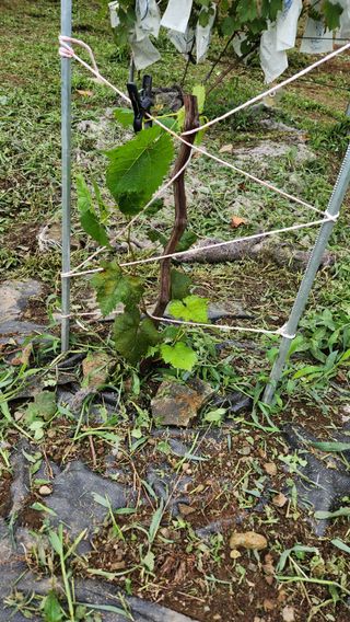 예곡동622님의 기타작물 · 영농일지 작성글 사진