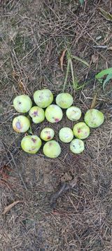 팜모닝 기타작물·영농일지 게시글 이미지