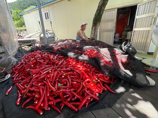 남촌302님의 고추 · 영농일지 작성글 사진