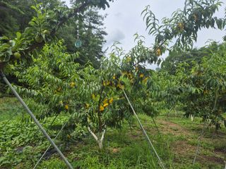 김종열님의 고추 · 영농일지 작성글 사진