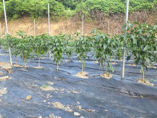 윤자용11대임후회장님의 기타작물 · 영농일지 작성글 사진