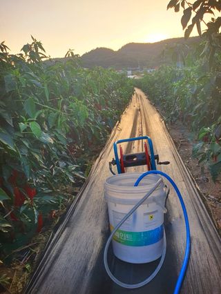 오이8898황산면님의 고추 · 영농일지 작성글 사진