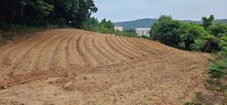 대박기원님의 들깨 · 영농일지 작성글 사진