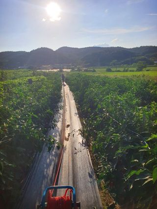 오이8898황산면님의 고추 · 영농일지 작성글 사진