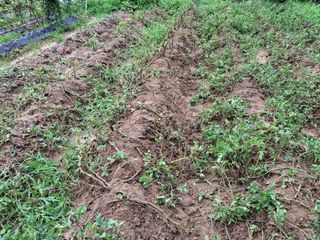 형남영님의 기타작물 · 영농일지 작성글 사진