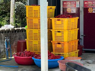 남촌302님의 고추 · 영농일지 작성글 사진