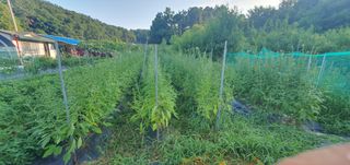 박상중님의 배 · 영농일지 작성글 사진