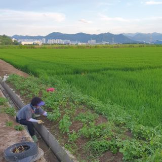 김광신님의 벼 · 영농일지 작성글 사진
