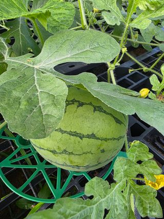 이종진님의 기타작물 · 영농일지 작성글 사진