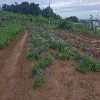 김영준님의 기타작물 · 영농일지 작성글 사진