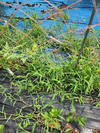 김영옥님의 블루베리 · 영농일지 작성글 사진