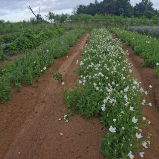 김영준님의 기타작물 · 영농일지 작성글 사진