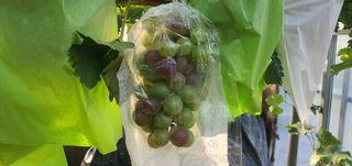 박상중님의 배 · 영농일지 작성글 사진