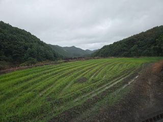 윤자용11대임후회장님의 들깨 · 영농일지 작성글 사진