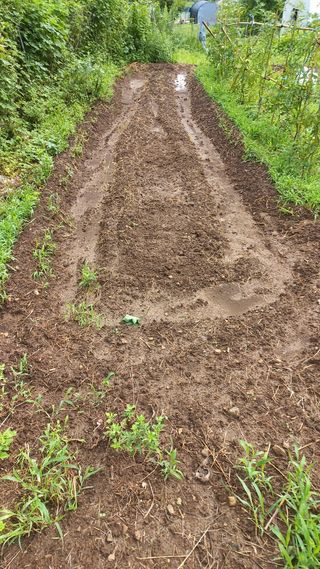 초보 구찌뽕님의 기타작물 · 영농일지 작성글 사진