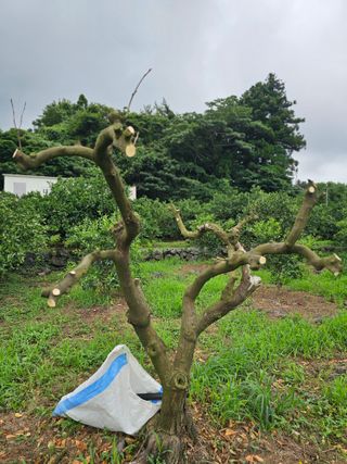 모래알님의 귤 · 영농일지 작성글 사진
