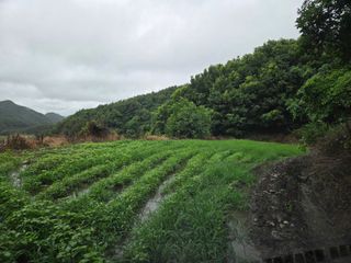 윤자용11대임후회장님의 들깨 · 영농일지 작성글 사진