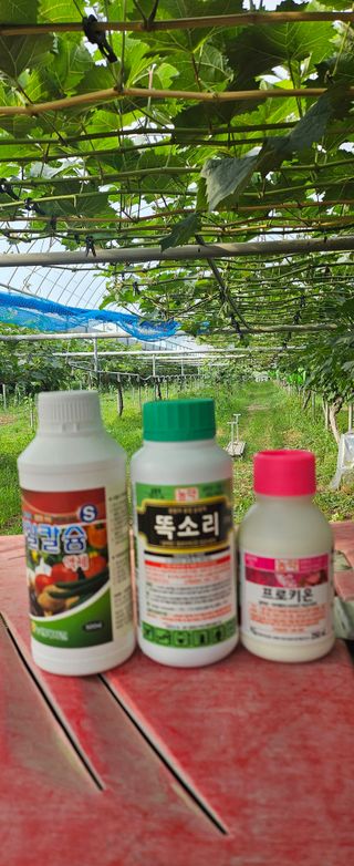 대파13439님의 기타작물 · 영농일지 작성글 사진