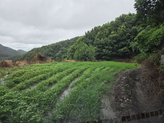 윤자용11대임후회장님의 들깨 · 영농일지 작성글 사진