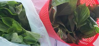 오이6570님의 기타작물 · 영농일지 작성글 사진