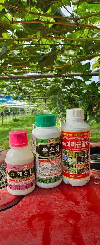 대파13439님의 기타작물 · 영농일지 작성글 사진