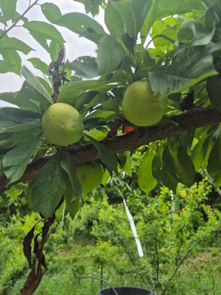 김종열님의 고추 · 영농일지 작성글 사진