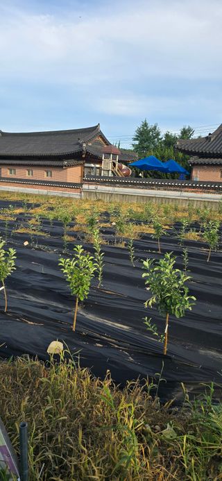 장동휘님의 기타작물 · 영농일지 작성글 사진