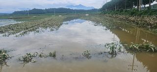 구춘봉님의 벼 · 영농일지 작성글 사진