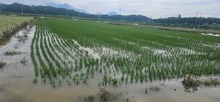 구춘봉님의 벼 · 영농일지 작성글 사진