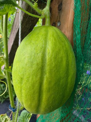 이종진님의 기타작물 · 영농일지 작성글 사진