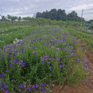 김영준님의 기타작물 · 영농일지 작성글 사진