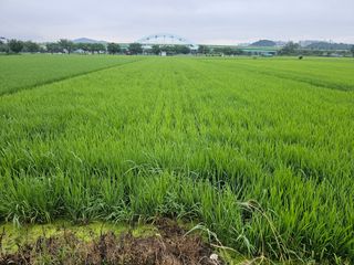 장정규님의 복숭아 · 영농일지 작성글 사진