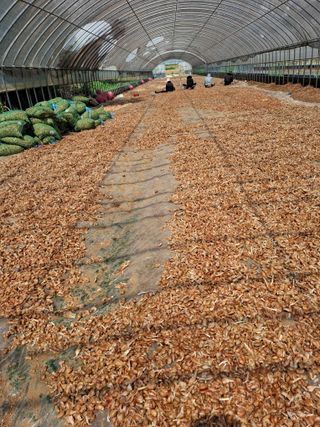 결단이님의 파 · 영농일지 작성글 사진