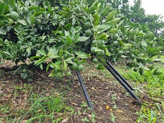 모래알님의 귤 · 영농일지 작성글 사진