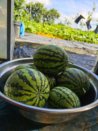 보리수치유농장님의 기타작물 · 영농일지 작성글 사진