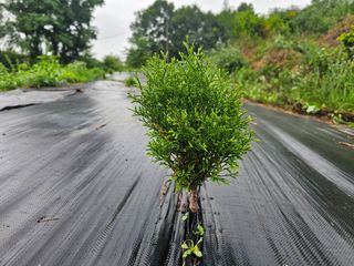 장정규님의 복숭아 · 영농일지 작성글 사진