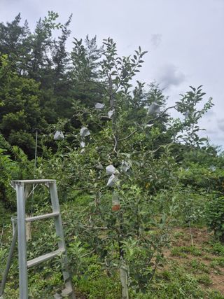 김종열님의 고추 · 영농일지 작성글 사진