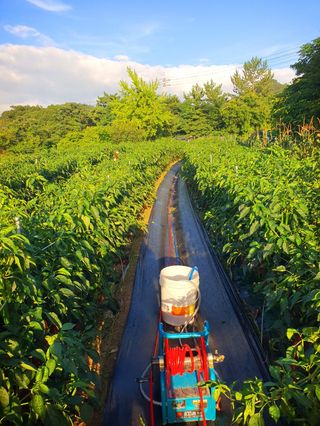 오이8898황산면님의 고추 · 영농일지 작성글 사진