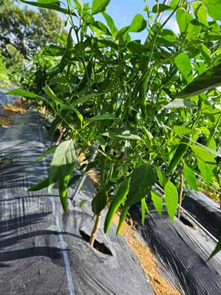 보리수치유농장님의 기타작물 · 영농일지 작성글 사진