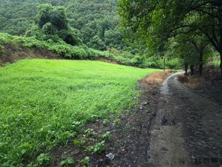 윤자용11대임후회장님의 들깨 · 영농일지 작성글 사진