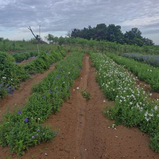 김영준님의 기타작물 · 영농일지 작성글 사진