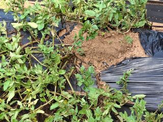 형남영님의 기타작물 · 영농일지 작성글 사진