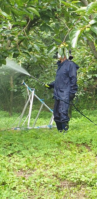 해풍맞은 맛있는 감님의 감 · 영농일지 작성글 사진