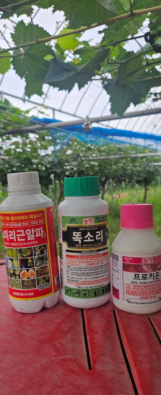 대파13439님의 기타작물 · 영농일지 작성글 사진