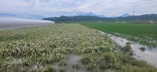 구춘봉님의 벼 · 영농일지 작성글 사진