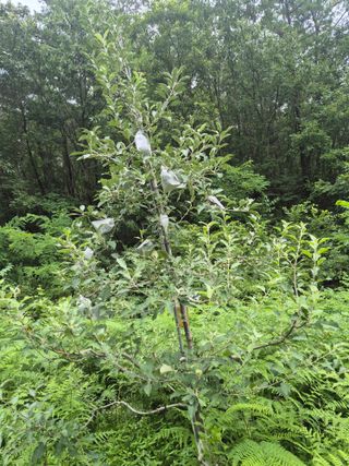 김종열님의 고추 · 영농일지 작성글 사진